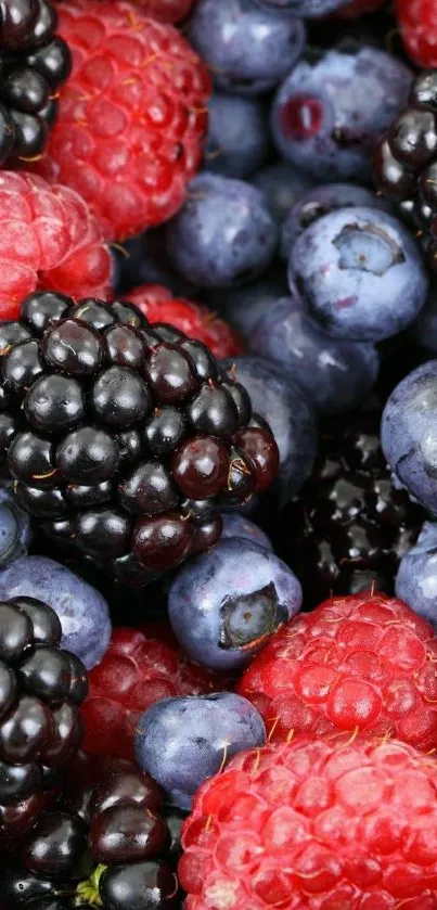 Colorful mix of berries featuring blueberries, raspberries, and blackberries.