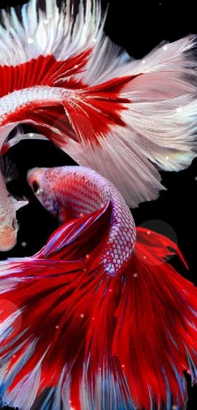 Vibrant red and white Betta fish on a black background.