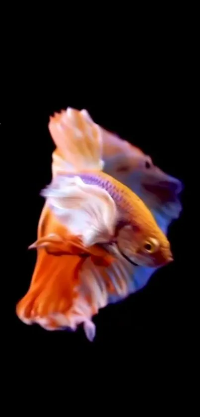 Vibrant Betta fish with orange and blue hues on a black background.