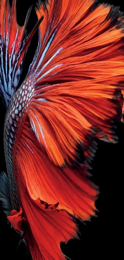 Vibrant Betta fish tail in rich red hues against black background.