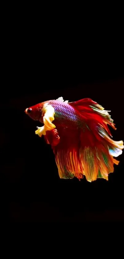 Colorful Betta fish on black background wallpaper.