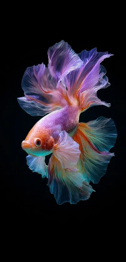 Vibrant Betta fish with colorful fins on a dark background.