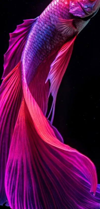 Vibrant pink betta fish against a dark background wallpaper.