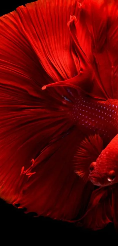 Red betta fish with vibrant, flowing fins on a black background.