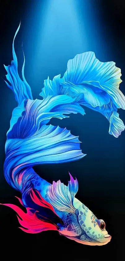 Vibrant blue betta fish with flowing fins under a spotlight on dark background.