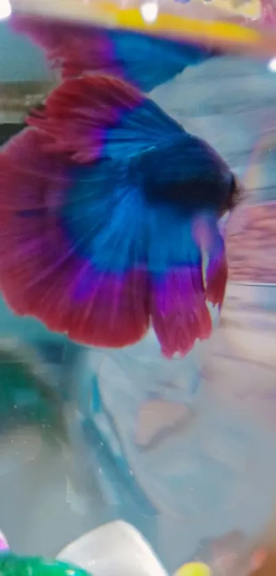 Blue and red betta fish with vibrant colors swimming gracefully.