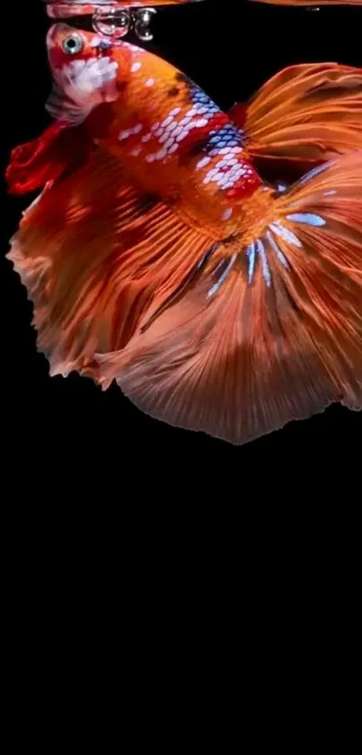 Orange Betta fish on black background mobile wallpaper.