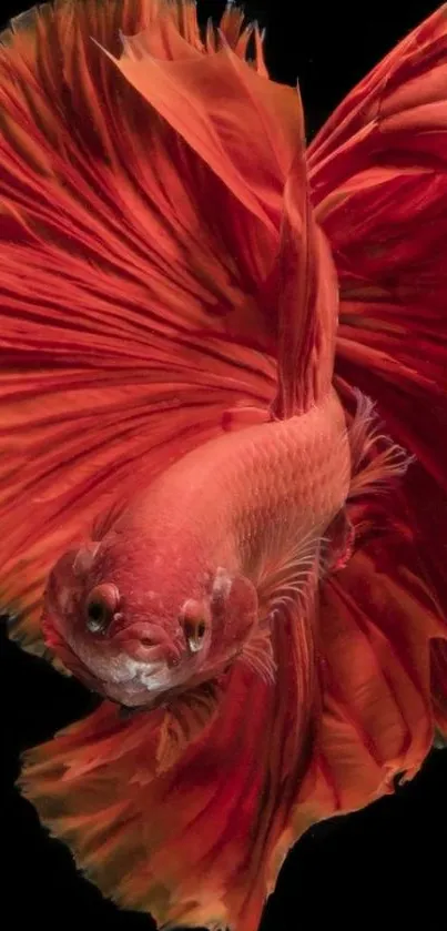 Vibrant red Betta fish on a black background.