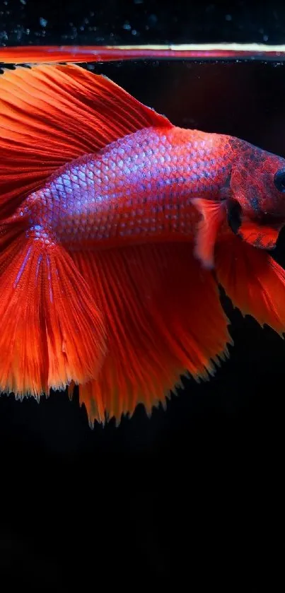 Colorful Betta fish swimming in dark waters, showcasing vibrant colors.