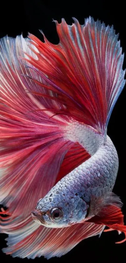 Vibrant Betta fish with red and blue fins on a black background.