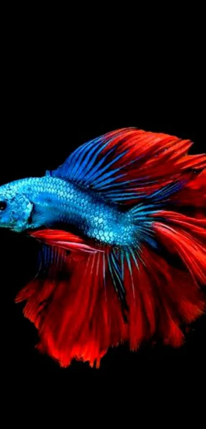 Vibrant Betta fish with blue body and red fins on a black background.