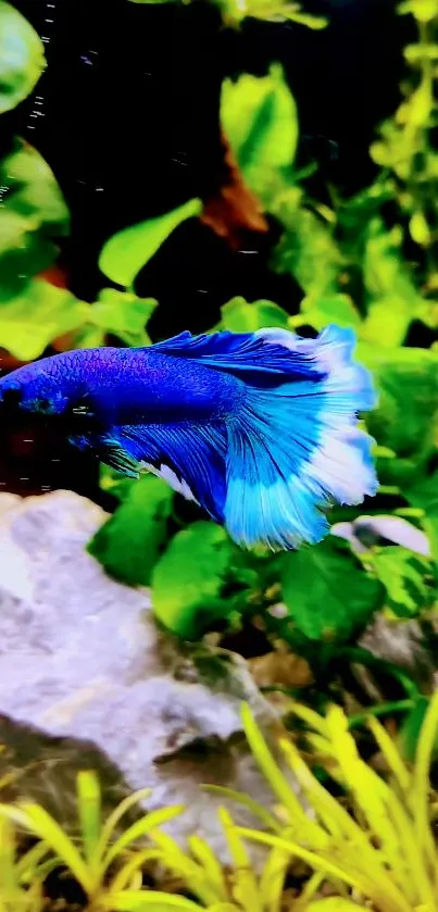 Colorful Betta fish swims amid green aquatic plants.