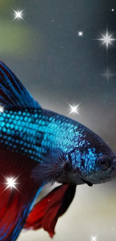 Vibrant red and blue Betta fish swimming in natural water habitat.