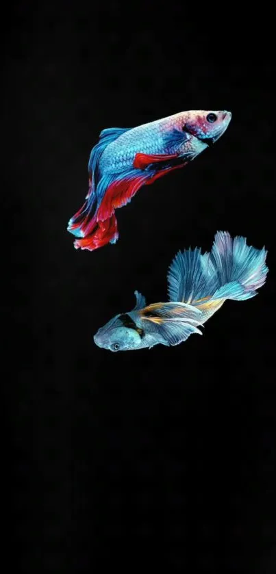 Vibrant betta fish on a sleek black background wallpaper.