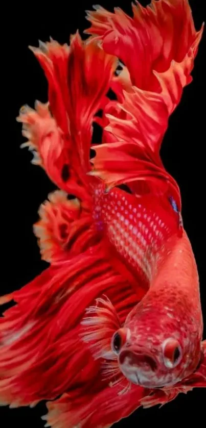 Vibrant red Betta fish against a black background.