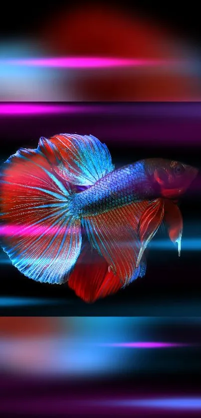 Vibrant Betta fish with blue and red colors on a dynamic background.