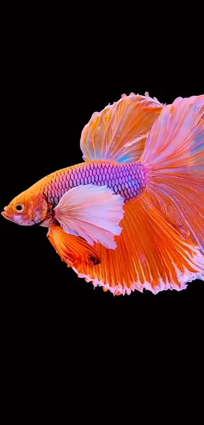 Colorful Betta fish wallpaper with orange and pink fins on black background.