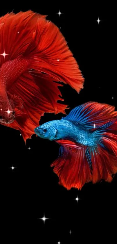 Colorful Betta fish swimming against black background.