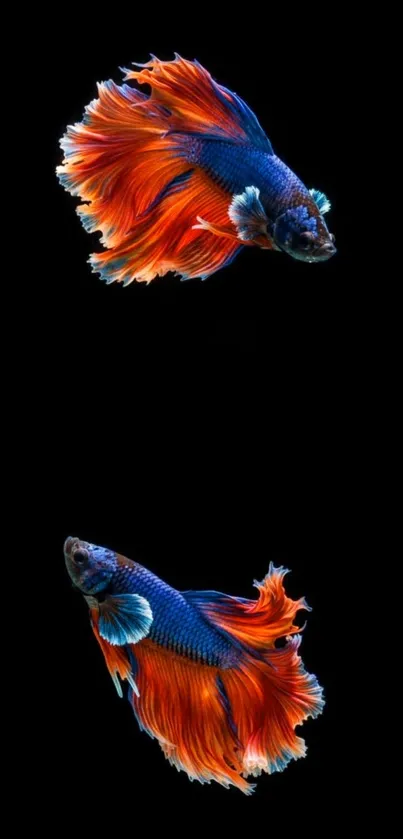 Colorful Betta fish swimming on dark background.