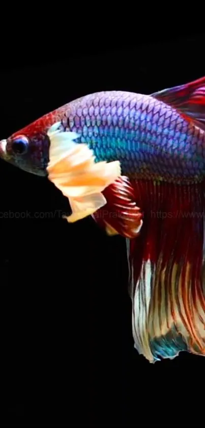 Colorful Betta fish with vivid fins against a black background.