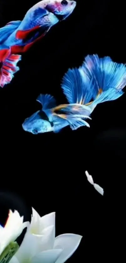 Colorful Betta fish swim elegantly in a black background wallpaper.