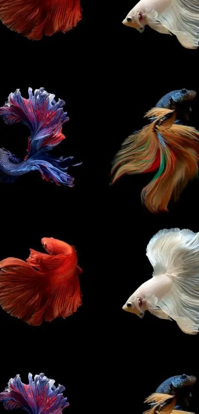 Mobile wallpaper of vibrant Betta fish on a black background.