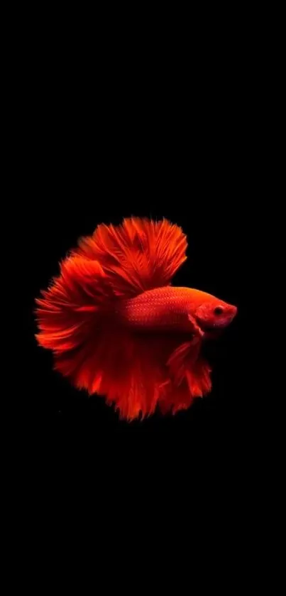 Striking red Betta fish on a dark background, ideal for mobile display.