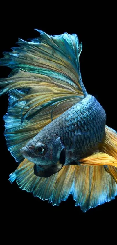 Vibrant blue and gold Betta fish on black background.