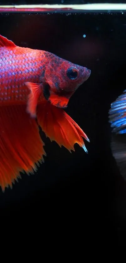 Vibrant red-orange Betta fish with flowing fins in a dark aquatic setting.