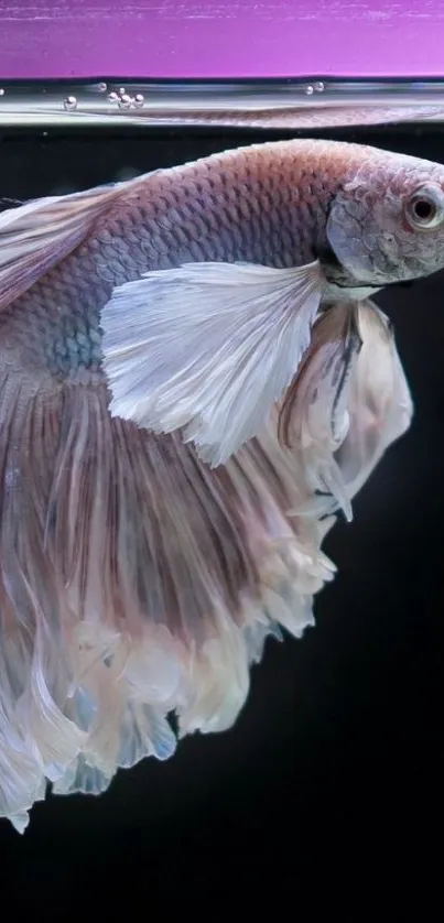 Vibrant Betta fish with elegant purple hues in water.