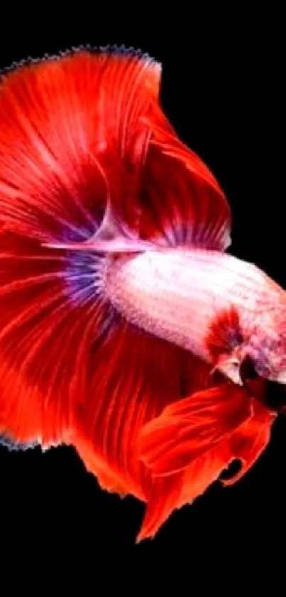 Vibrant red betta fish on a black background wallpaper.