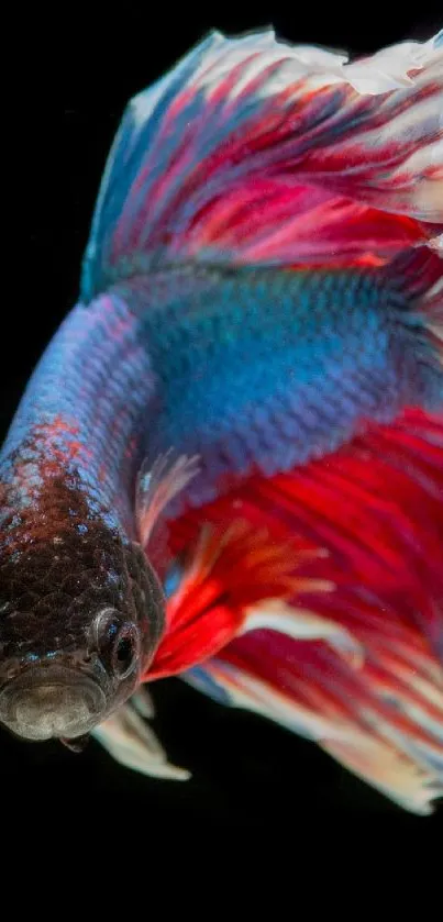 Close-up of a vibrant Betta fish with striking red and blue fins.