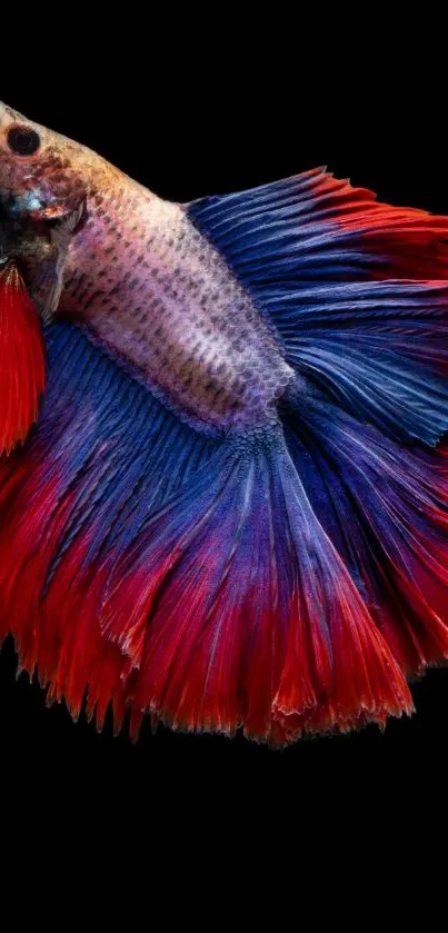 Vibrant Betta fish with red and blue fins on a black background wallpaper.