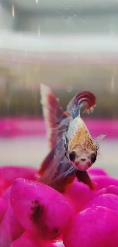 Vibrant Betta fish swimming above pink pebbles in a fish tank.