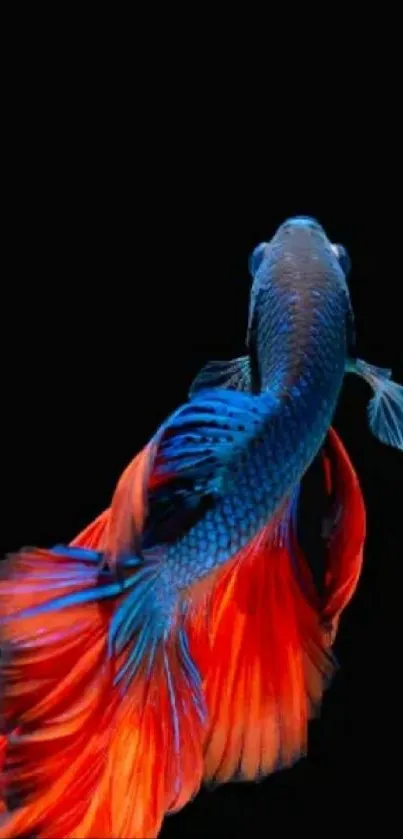 Vibrant Betta fish with blue and red colors on a black background wallpaper.