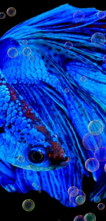 Close-up of a vibrant blue Betta fish with colorful bubbles on black background.