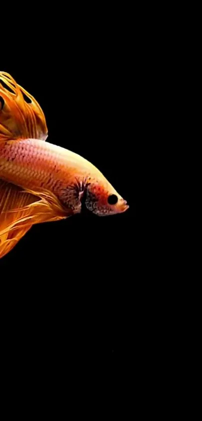 A vibrant orange Betta fish on a black background mobile wallpaper.