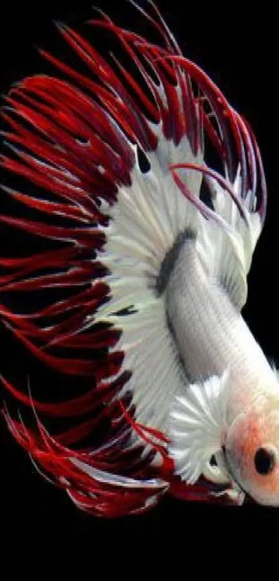 Vibrant Betta fish with flowing red and white fins on a black background.