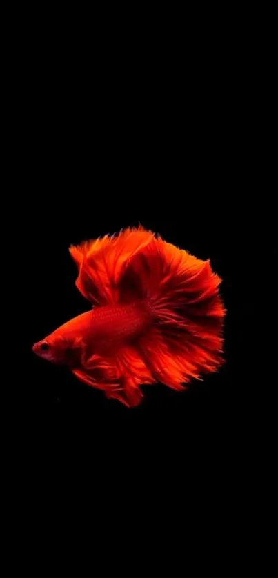 Vibrant red Betta fish on dark background wallpaper.