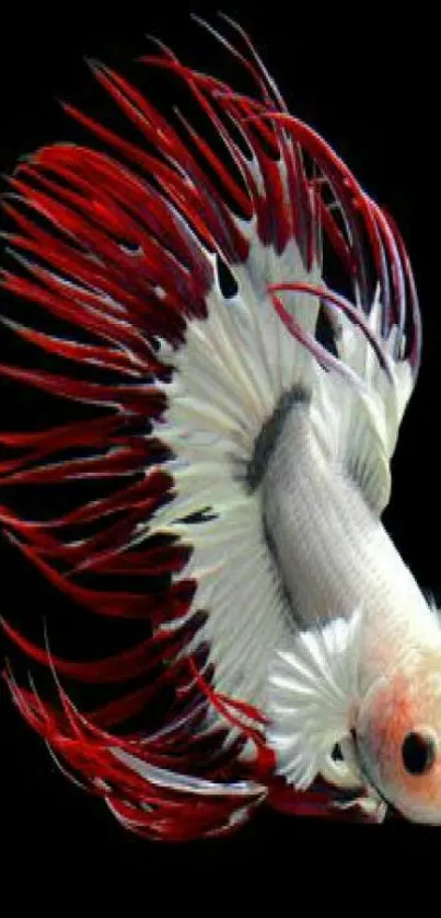 Vibrant Betta fish with red fins on black background.