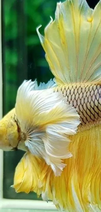 Vibrant yellow Betta fish with flowing fins against a clear background.