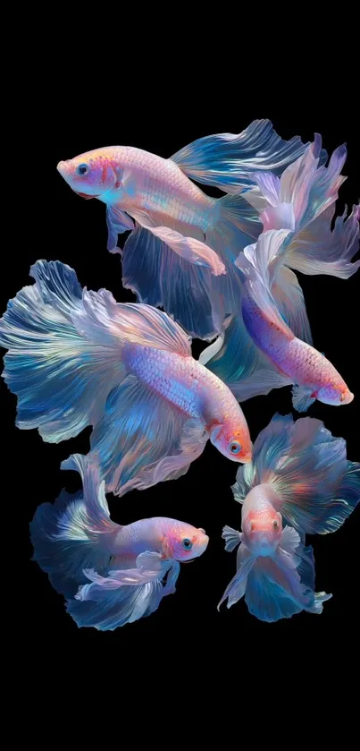 Vibrant Betta fish swimming elegantly against a dark background.