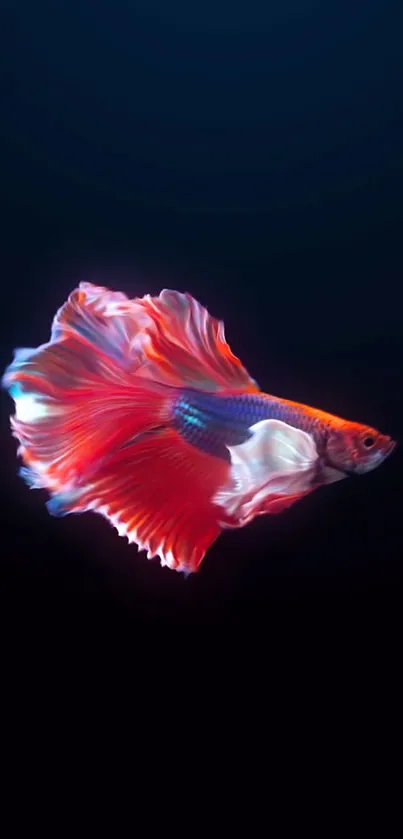 Vibrant Betta fish with colorful fins on a dark background wallpaper.