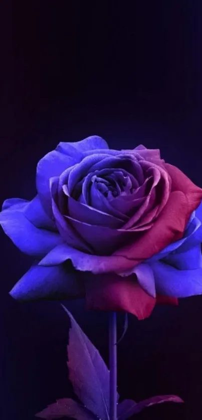 Vibrant bicolor rose on dark background wallpaper.