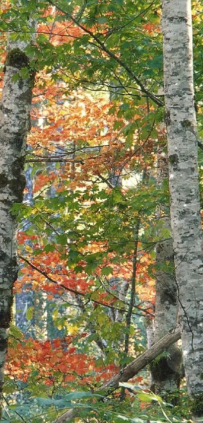 Colorful birch forest in autumn with vibrant foliage and tree trunks.