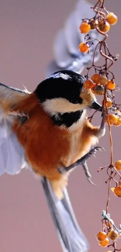 Vibrant bird perched on berry branch wallpaper.