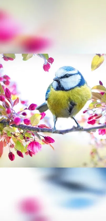 Blue tit bird on a flowering branch with pink blossoms.