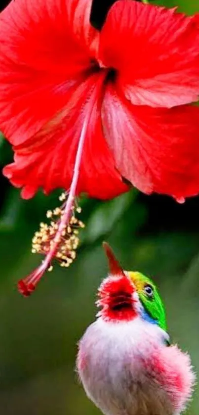 Colorful hummingbird beneath a red hibiscus flower.