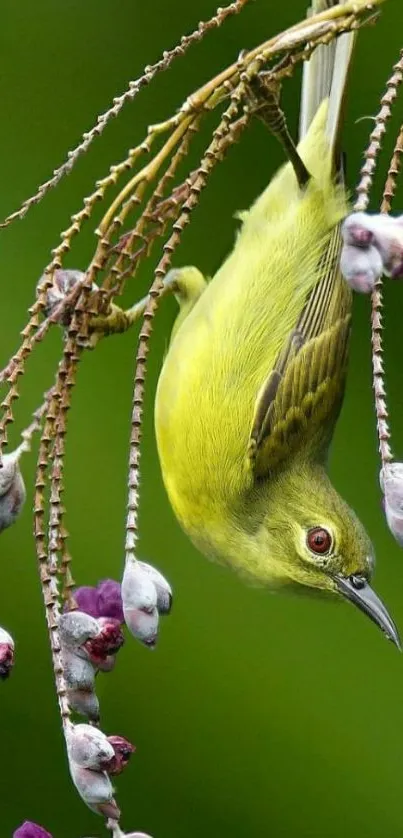 Green bird with purple flowers wallpaper.