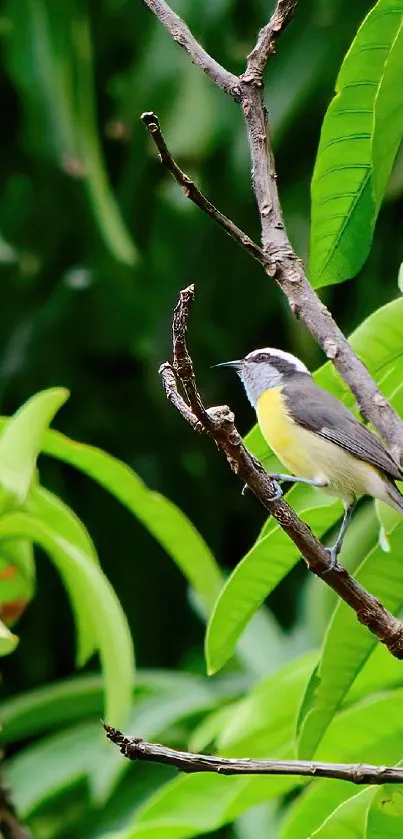 A colorful bird perched on a branch among lush green leaves.